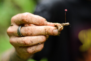 little tiny mushroom in a young mans heand