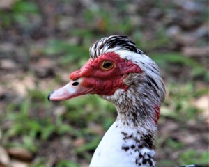 Close up of a Muscovy Duck