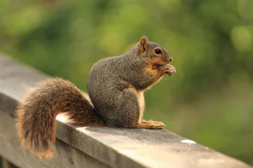 Keuken spatwand met foto Een jonge rode eekhoorn in het New Iberia City Park in Louisiana © Charles