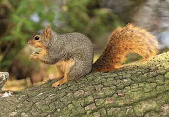 A Young Red Squirrel at the New Iberia City Park in Louisiana