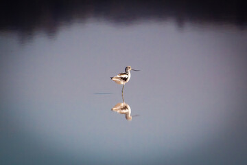 American Avocet making an impression with its reflection