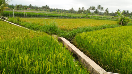 The rice fields are laid out with a traditional irrigation system on rice plants ready for harvest