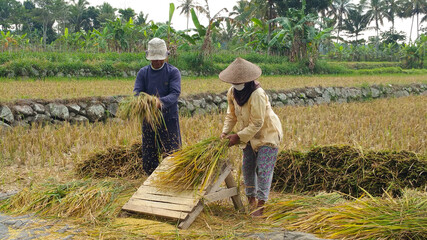 The traditional way to harvest rice is by hitting and releasing the rice seeds on a wooden or stone board. Rice harvesting activities in a traditional community in Yogyakarta, Indonesia