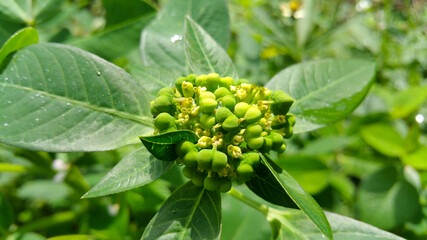 Wild fresh green plant flowers in the residential area of ​​Cangkringan Yogyakarta, Indonesia