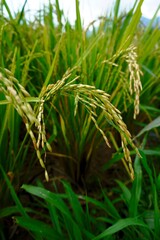 Close-up of fresh green rice plants growing amidst the plants.