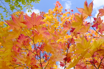美しい紅葉