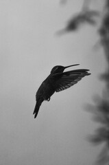 Silueta de colibrí volando © Alan GC