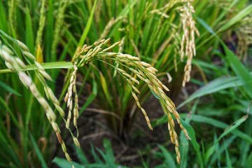 Close-up of fresh green rice plants growing amidst the plants.