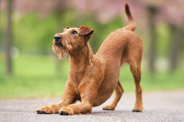 Young adorable Irish Terrier dog bowing down on an asphalt in a city park in spring