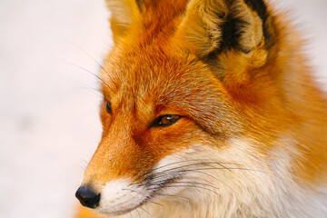 Obraz premium Portrait of a Fox