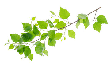 Branch with green leaves of young aspen tree on white background.
