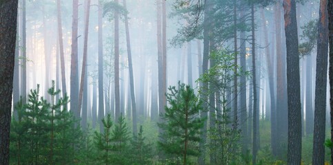 Picturesque panoramic scenery of the evergreen forest in a fog at sunrise. Pine and fir trees, fern, plants close-up. Idyllic autumn scene. Atmospheric landscape. Environmental conservation in Latvia