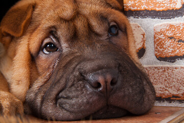 Portrait of a Shar-Pei puppy