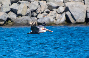 Pelican Gliding through the air