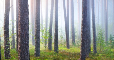 Picturesque panoramic scenery of the evergreen forest in a fog at sunrise. Pine and fir trees, fern, plants close-up. Idyllic autumn scene. Atmospheric landscape. Environmental conservation in Latvia