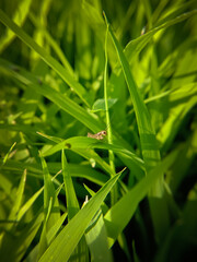 picture of a small brown cricket insect on rice plant leaf