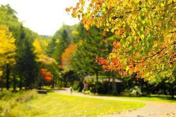 美しい紅葉と道