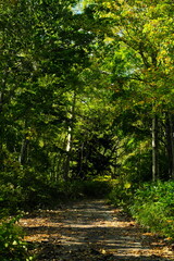 美しい紅葉と道