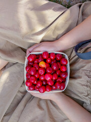 Woman Holding Basket of Fresh Cherries