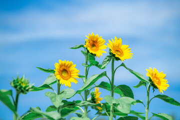 ひまわり畑の向日葵　ヒマワリ
