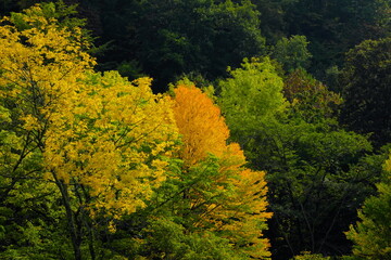 公園の紅葉