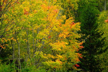 Obraz premium 公園の紅葉