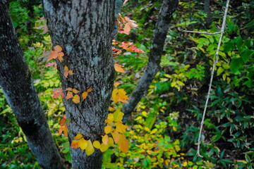 Obraz premium 紅葉