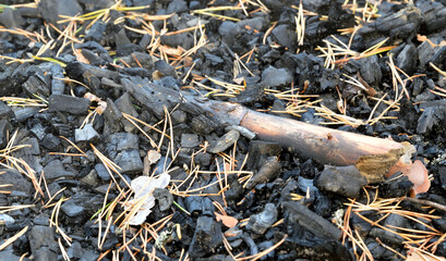 Bonfire site after the fire.