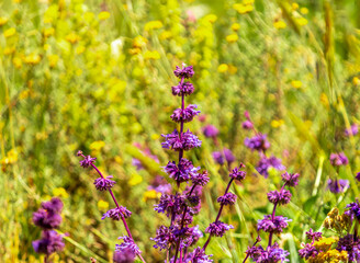  lavender, true lavender, or English lavender