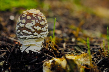公園の片隅で見つけたきのこ