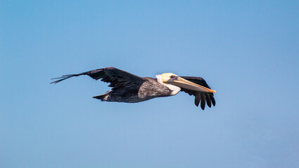 Pelican Gliding through the air