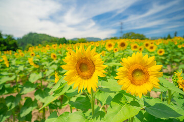 ひまわり畑の向日葵　ヒマワリ