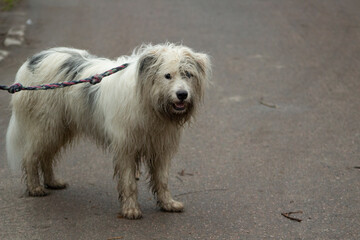 Dog with white fur. Shaggy dog on the street. A beautiful dog for a walk.