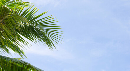 Coconut palm trees, beautiful tropical with sky and clouds.