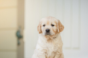 Golden retriever puppy at home. Dog in the interiors of the house. Pet indoors