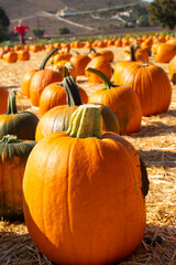 pumpkins and gourds