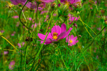治部坂高原　コスモス畑の秋桜