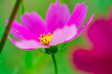 Fototapeta premium 治部坂高原 コスモス畑の秋桜