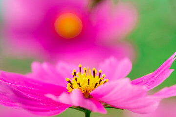 治部坂高原　コスモス畑の秋桜