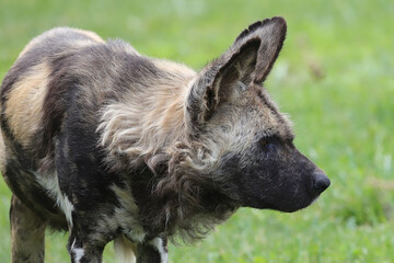 Captive African Wild or Painted Dog
