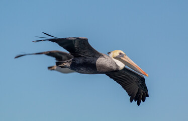 Pelican Gliding through the air