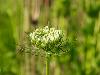 Closeup of Prairie Seed Head Before it Opens with Blurred Meadow in Background