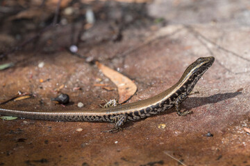 Eastern Water Skink basking on sandstone rock