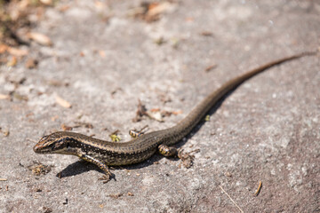 Yellow-bellied Water Skink on sandstone rock
