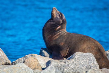 A sea lion sunning on the rocks