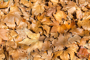 Dry Maple Leaf fallen, Campos do Jordão, São Paulo, Brasil