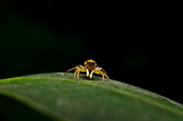 Close up macro jumping yellow spider with dark background