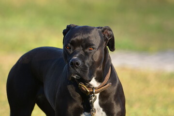 Fototapeta premium Head shot of a black boxer dog