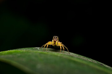 Close up macro jumping yellow spider with dark background