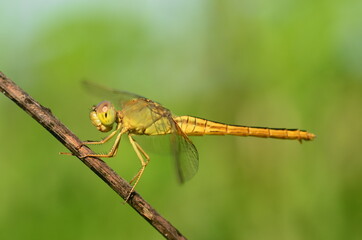 Yellow Dragonfly on stalk with green background nature